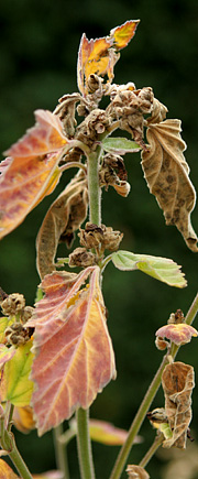 Lægestokrose