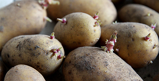 Kartofler lagt til spiring