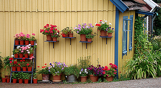 Husk i Laholm med sommerblomster