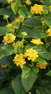 Lantana ildkrone