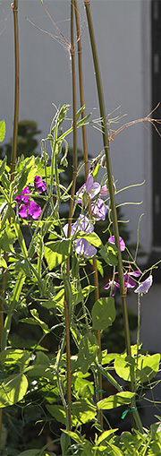 Lathyrus