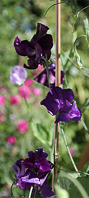 Lathyrus