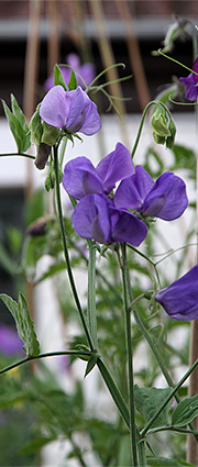 lathyrus