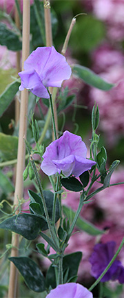 Lathyrus