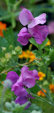 lathyrus