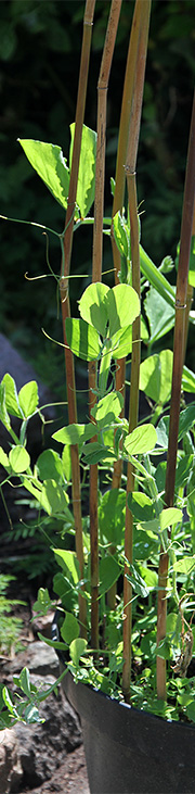 lathyrus