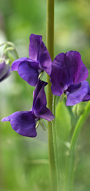 Lathyrus