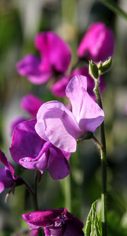 Lathyrus