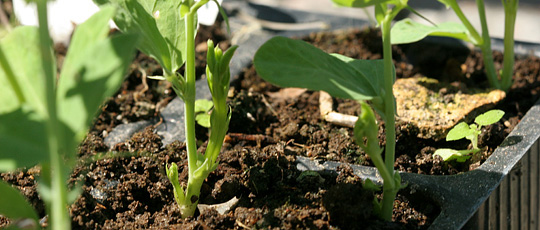 forkultivering af lathyrus