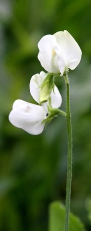 Lathyrus