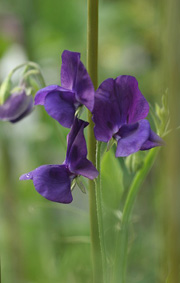 Lathyrus