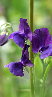 Ærteblomst i fuld flor midt i juni