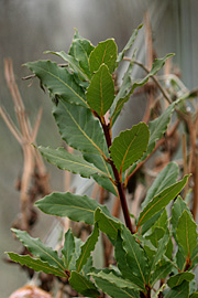 Laurbær