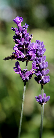 Lavendel