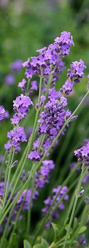 Lavendelen blomstrer