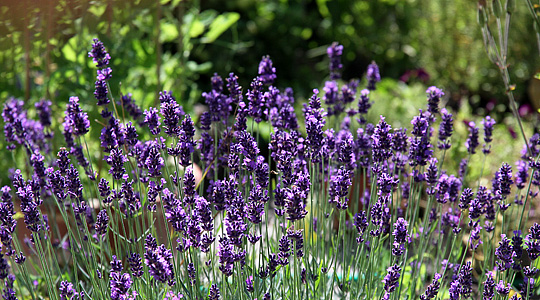 Lavendel i juni