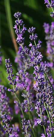 lavendel