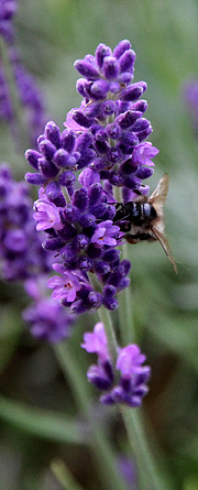 lavendel i udspring