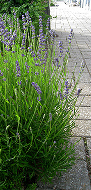 lavendel i knop