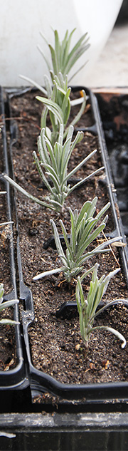lavendel stikling