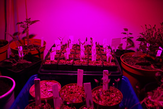 LED plantlys