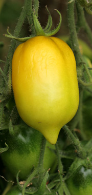 Citronlignende tomat