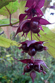 Himalayaleycesteria