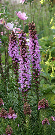 Liatris spicata og høstanemoner i august