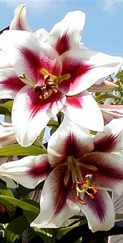 Lillium altari