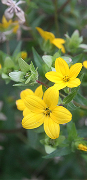 Lindheimera texana