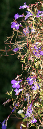 Lobelia