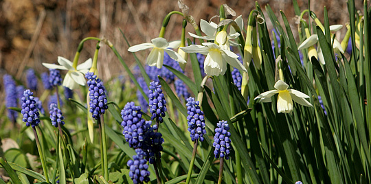 Forårsløgblomster