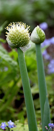 Løgblomster