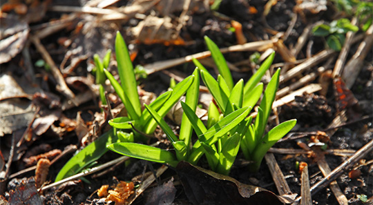 Løgblomster spirer frem