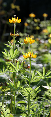 Gul lupin i blomst i oktober