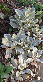 Lychnis coronaria