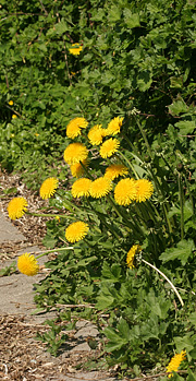 Mælekbøtte i blomst