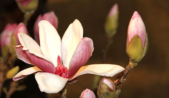 Magnolie i januar