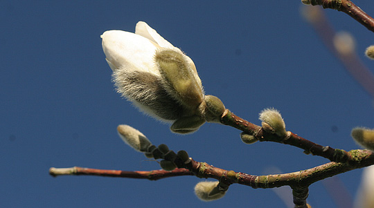 Magnolie i knop