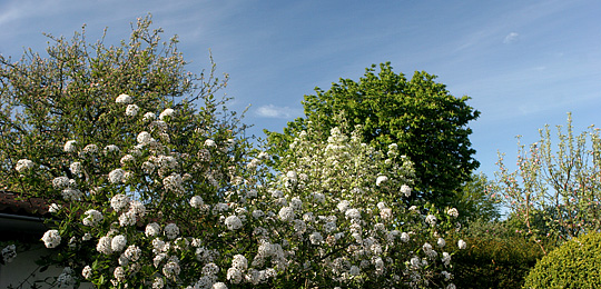 Blomstrende træer og buske