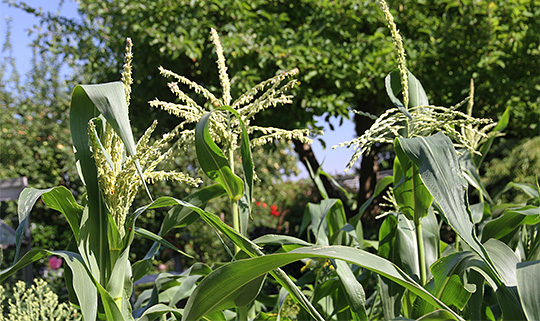 Majs hanblomster