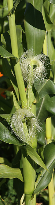 Majsplanter med hunblomster