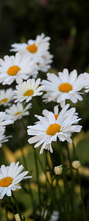 Hvid okseøje blomstrer fra sidst i maj