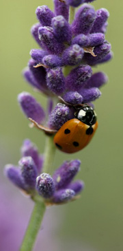 Mariehøne på lavendel