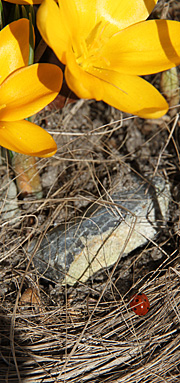 Krokus og mariehøne