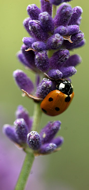 Mariehøne på lavendel