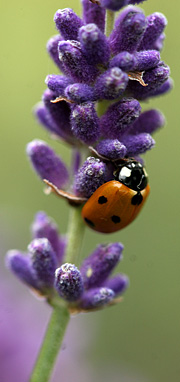 mariehøne på lavendel