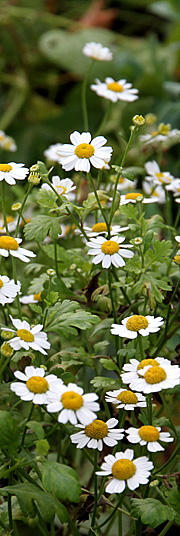 Matrem med de små marguritligende blomster.