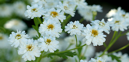 Matrem har yndige hvide blomster