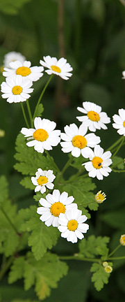 Matrem med de små marguritligende blomster.